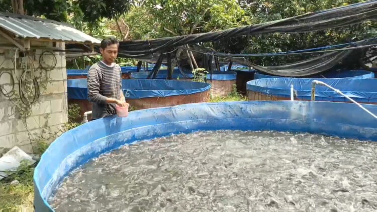 Harga Ikan Lele Meroket di Kabupaten Kediri, Permintaan Tinggi Jadi Penyebab Utama