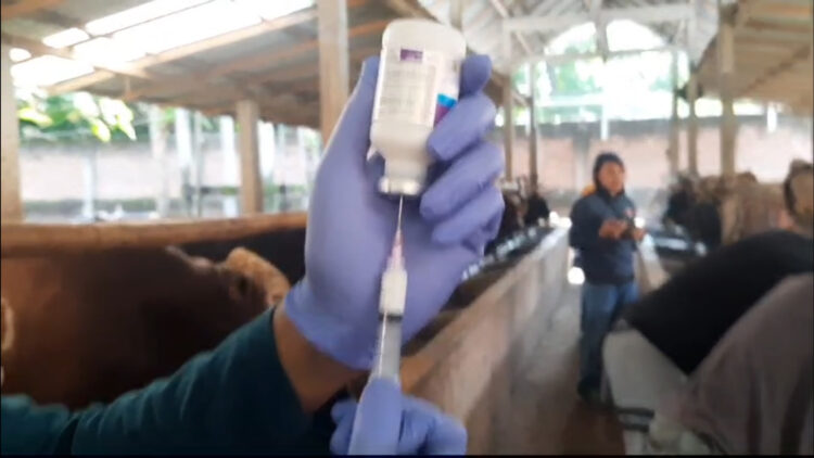 DKPP Kabupaten Kediri Terima 7.050 Dosis Vaksin untuk Kendalikan Penyebaran PMK