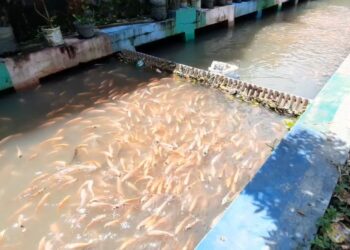 Pemuda Di Sentul Kota Blitar Sulap Sungai Kotor Menjadi Wisata Edukasi