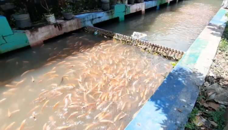 Pemuda Di Sentul Kota Blitar Sulap Sungai Kotor Menjadi Wisata Edukasi