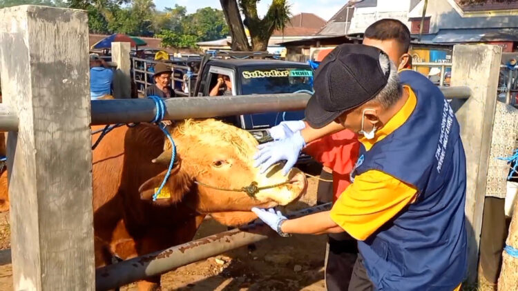 Lonjakan Kasus PMK Di Trenggalek, 79 Sapi Terjangkit PMK