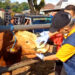 Lonjakan Kasus PMK Di Trenggalek, 79 Sapi Terjangkit PMK