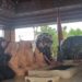 Kantor Imigrasi Kelas II Non TPI Blitar Gelar Upacara Penghormatan di Makam Bung Karno