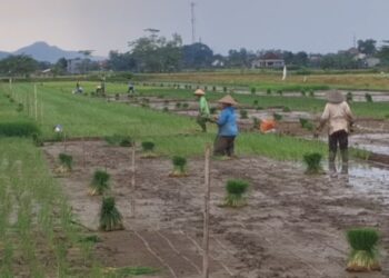 Alokasi Pupuk Subsidi Di Tulungagung Tahun 2025 Sebesar 47.934 Ton