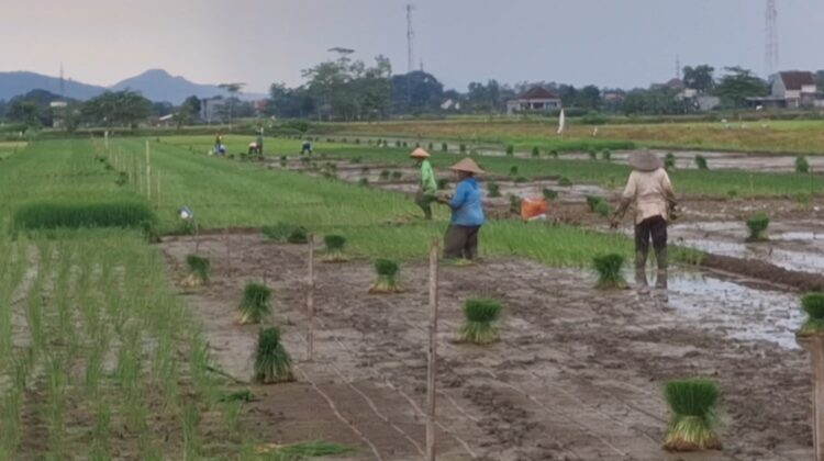 Alokasi Pupuk Subsidi Di Tulungagung Tahun 2025 Sebesar 47.934 Ton