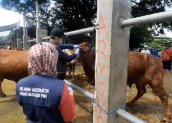 Sidak Pasar Hewan Dimoro Kota Blitar, Petugas Temukan Hewan Sakit