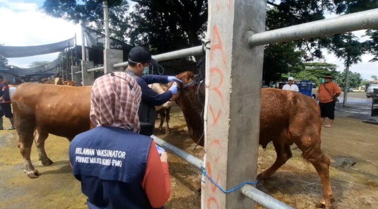 Sidak Pasar Hewan Dimoro Kota Blitar, Petugas Temukan Hewan Sakit