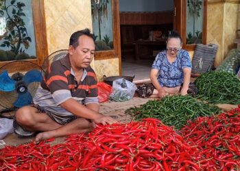 Petani Cabai Kota Kediri Raup Keuntungan Besar di Musim Panen Kedua