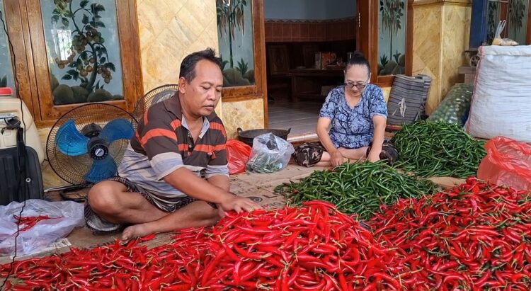 Petani Cabai Kota Kediri Raup Keuntungan Besar di Musim Panen Kedua