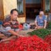 Petani Cabai Kota Kediri Raup Keuntungan Besar di Musim Panen Kedua