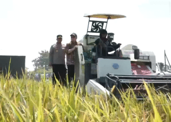 Bupati Kediri Dukung Optimalisasi Tanam dan Panen Padi: Dorong Ketahanan Pangan Lewat Kolaborasi Nasional