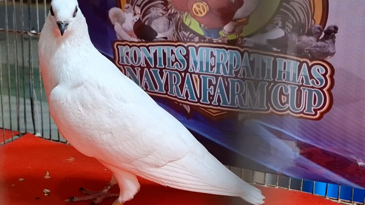 Ratusan Merpati Hias Unjuk Gigi di Nayra Farm Kediri Cup 2025