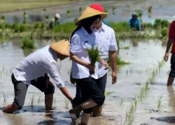 Dukung Ketahanan dan Swasembada Pangan, Mbak Vinanda Tanam Padi Bersama Forkopimda