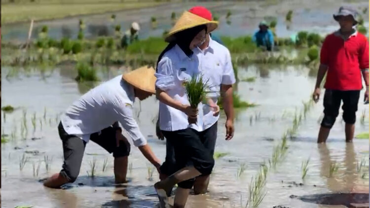 Dukung Ketahanan dan Swasembada Pangan, Mbak Vinanda Tanam Padi Bersama Forkopimda