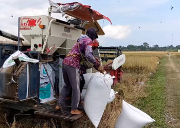 Panen Raya di Trenggalek, Petani Senang Gabah Diserap Bulog dengan Harga Tinggi
