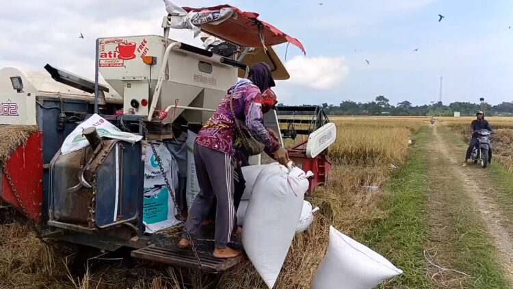Panen Raya di Trenggalek, Petani Senang Gabah Diserap Bulog dengan Harga Tinggi
