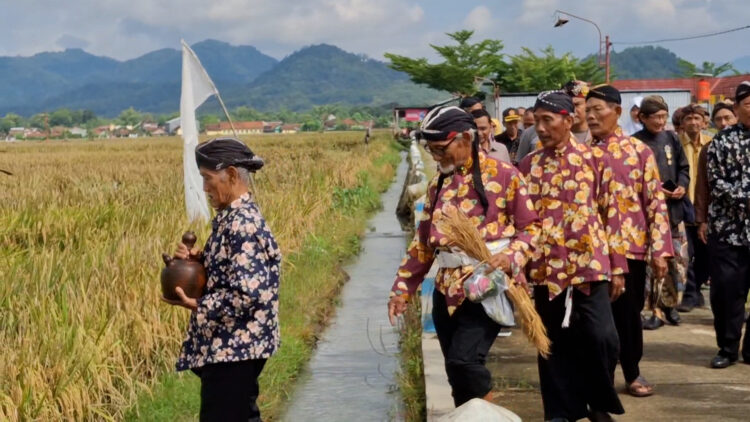Ritual Adat Miwiti Panen, Wujud Syukur Petani Desa Ngrendeng Jelang Panen Raya