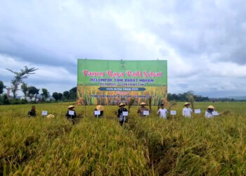 Panen Raya Padi Sehat di Sananwetan Blitar, Dandim 0808 Apresiasi Inovasi Petani