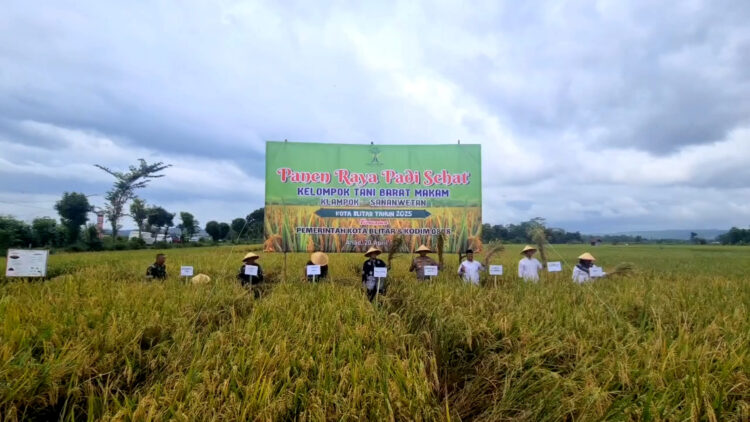 Panen Raya Padi Sehat di Sananwetan Blitar, Dandim 0808 Apresiasi Inovasi Petani