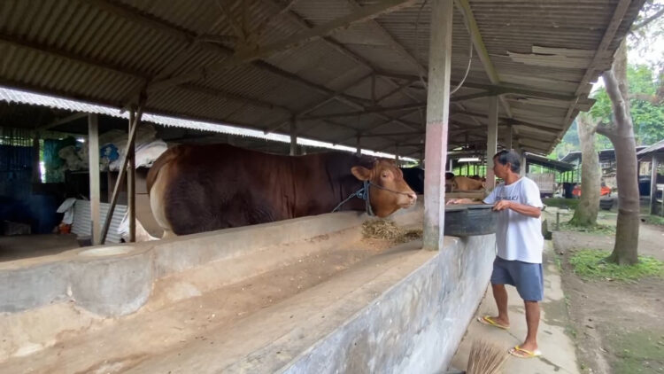 Sapi “Jihad” Milik Peternak Blitar Dibeli Presiden Prabowo Seharga Rp125 Juta Untuk Kurban