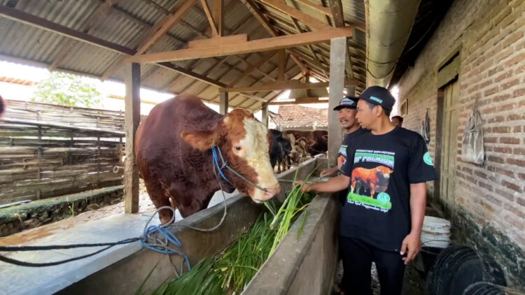 Sapi Hampir Seberat Satu Ton Milik Warga Blitar Dipilih Prabowo untuk Kurban di Idul Adha 2024
