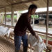 Pak Mansur, Petani Asal Blitar Sukses Beternak Kambing Saanen Dan Hasilkan Omzet Puluhan Juta Per Bulan