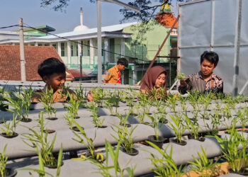Memanfaatkan Lahan Kosong, Siswa Di Kota Kediri Panen Uang Dari Aquaponik
