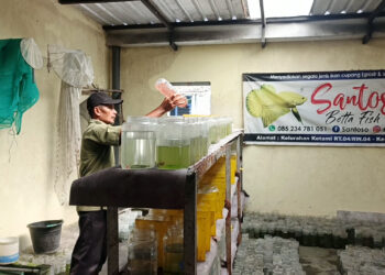 Cuaca Ekstrem Ancam Budidaya Ikan Cupang di Kota Kediri