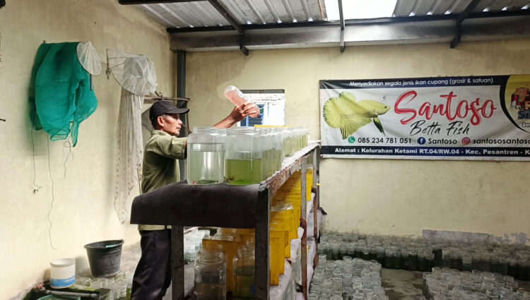 Cuaca Ekstrem Ancam Budidaya Ikan Cupang di Kota Kediri