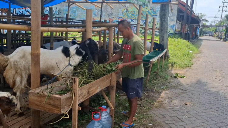 Jelang Idul Adha, Pedagang Hewan Kurban Musiman Mulai Menjamur Di Kota Kediri