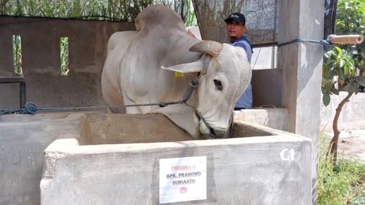 4 Sapi dari Kediri Dipesan Presiden Prabowo untuk Kurban Idul adha