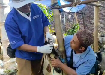 DKPP Kota Kediri Mulai Data Penjual Hewan Kurban Dadakan