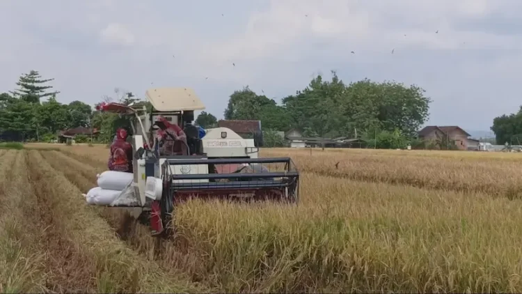 Hasil Panen Padi di Tulungagung Mencapai 154.555 Ton, Naik 66 Ribu Ton Dibanding Tahun Lalu