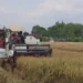 Hasil Panen Padi di Tulungagung Mencapai 154.555 Ton, Naik 66 Ribu Ton Dibanding Tahun Lalu