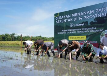 Rasakan Kenaikan Harga Gabah Berkat Terobosan Mas Dhito, Petani Kediri Kembali Bersemangat Tanam Padi