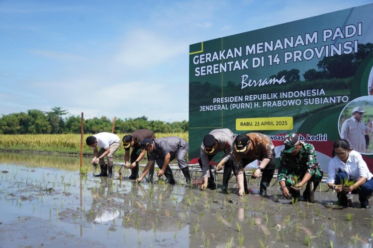 Rasakan Kenaikan Harga Gabah Berkat Terobosan Mas Dhito, Petani Kediri Kembali Bersemangat Tanam Padi