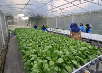 Memanfaatkan Lahan Kosong, Kelompok Wanita Tani di Kediri Sukses Tanam Sayuran dengan Sistem Hidroponik