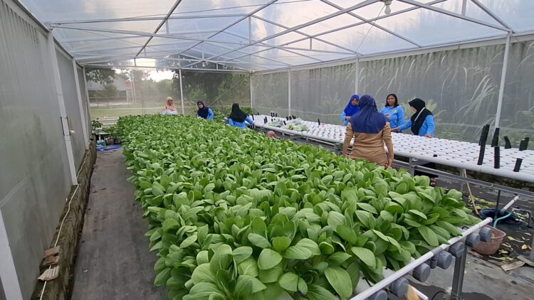 Memanfaatkan Lahan Kosong, Kelompok Wanita Tani di Kediri Sukses Tanam Sayuran dengan Sistem Hidroponik