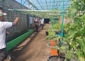 Warga Kediri Dirikan Kampung Anggur, Kurangi Ketergantungan Buah Impor