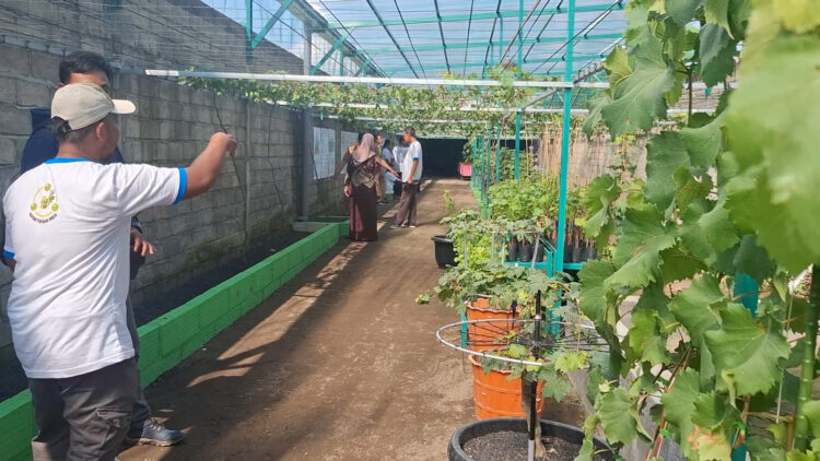 Warga Kediri Dirikan Kampung Anggur, Kurangi Ketergantungan Buah Impor