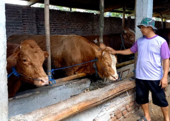 Pengusaha Ternak Sapi dan Kerbau di Trenggalek Raup Untung Jelang Idul Adha 2025