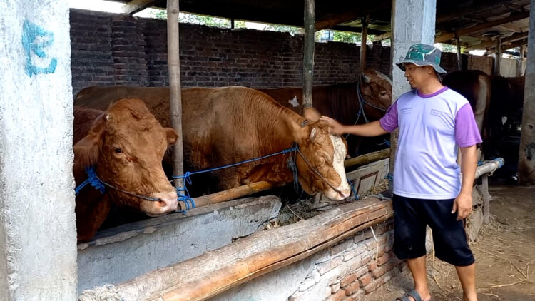 Pengusaha Ternak Sapi dan Kerbau di Trenggalek Raup Untung Jelang Idul Adha 2025