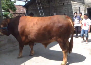 Bejo, Sapi ‘Ekstrim’ Dari Tulungagung Yang Dibeli Presiden Prabowo Untuk Hewan Kurban