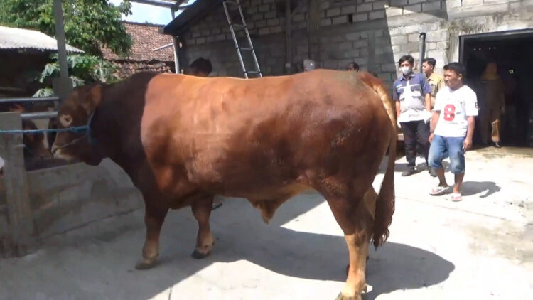 Bejo, Sapi ‘Ekstrim’ Dari Tulungagung Yang Dibeli Presiden Prabowo Untuk Hewan Kurban