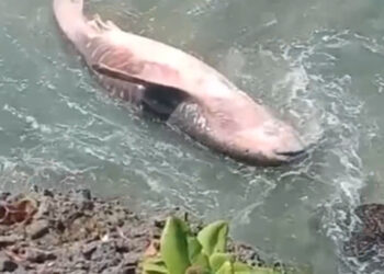 Ikan Hiu Tutul Sepanjang Lima Meter Terdampar di Pantai Pangi Blitar