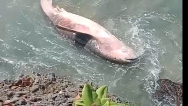 Ikan Hiu Tutul Sepanjang Lima Meter Terdampar di Pantai Pangi Blitar