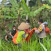 Warga Gandusari Dikejutkan Penemuan Mayat di Sungai Persawahan