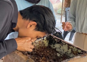 Sensasi Unik Hisap Madu Langsung dari Sarang di Kampung Bongares Blitar