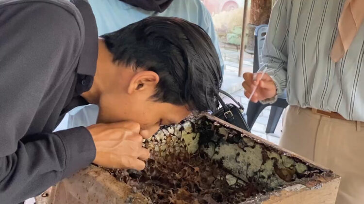 Sensasi Unik Hisap Madu Langsung dari Sarang di Kampung Bongares Blitar