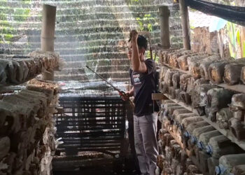 Manfaatkan Lahan Kosong, Pemuda di Kediri Raup Jutaan Rupiah dari Budidaya Jamur